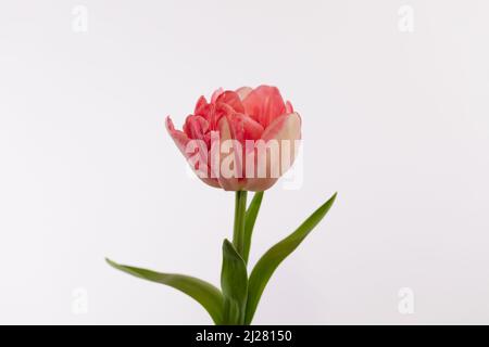 Fiore a tulipano doppio color pesca e panna su sfondo bianco Foto Stock