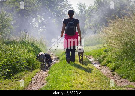 Proprietario in una passeggiata con i suoi cani. La donna sta camminando con il suo pacchetto del cane in natura Foto Stock