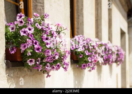 Vasi di fiori con petunia fiorente nelle finestre. Fiori come decorazione di casa in estate. Foto Stock