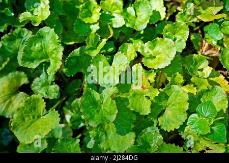 Gotu Kola o pennywort asiatici (Centella asiatica) in giardino Foto Stock