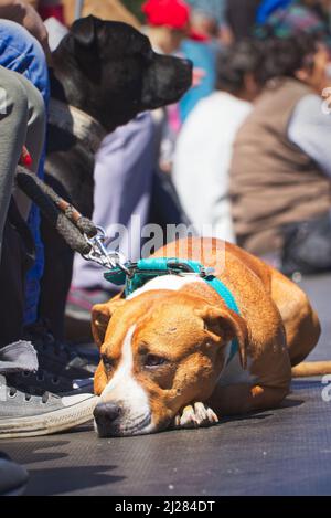 American staffordshire terrier cane tra folla di persone, carino cane Foto Stock