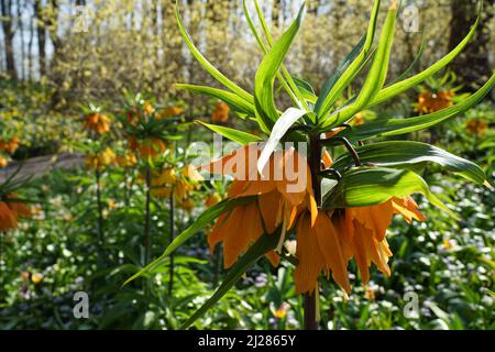 Fiori gialli di Fritillaria imperialis. Nomi comuni di questa pianta sono corona imperiale, fritillario imperiale o corona di Kaiser. Foto Stock