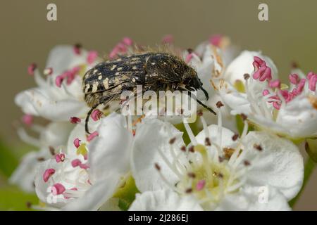 Il coleottero bianco macchiato di rosa (Oxythyrea funesta) su un fiore Foto Stock
