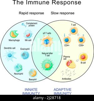 Risposta immunitaria. Risposta rapida e lenta dell'immunità adattiva e innata e dell'attivazione degli anticorpi. Cellule del sistema immunitario. Infografica immunologica. Illustrazione Vettoriale