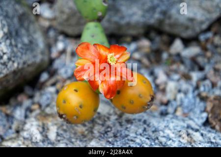 Fiori e frutti di cactus arancio (Tacinga subcylindrica). Specie endemiche in Brasile Foto Stock