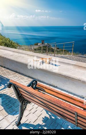 Gatto rosso in un parco con panca vuota sulla riva del mare in un parco. Vista mare dalla montagna. Concetto di viaggio, relax o solitudine. Panca in legno all'aperto Foto Stock