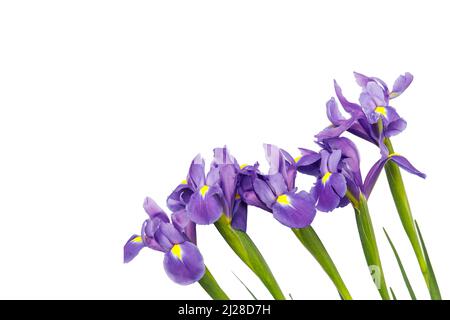 Iridi viola xiphium (a bulbo, iris sibirica) su sfondo bianco con spazio per il testo. Vista superiore, piatto laici. Messaggio di saluto festivo card per il giorno di San Valentino, Foto Stock