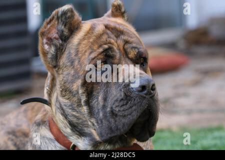 Il nostro cane corso seduto in obbedienza Foto Stock