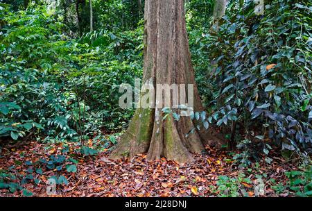 Radici tabulari sulla foresta pluviale tropicale Foto Stock