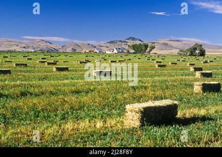 MT: Contea di Beaverhead, zona di Dillon, zona di Dillon, zona di Dillon. Terreni agricoli a Badger Pass nelle montagne ad ovest della città, mostrando balle di fieno in un campo, Foto Stock