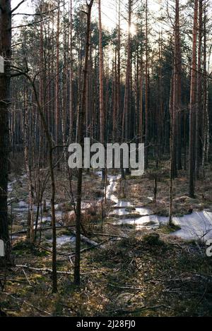 palude con acqua ghiacciata, alberi e erba secca Foto Stock