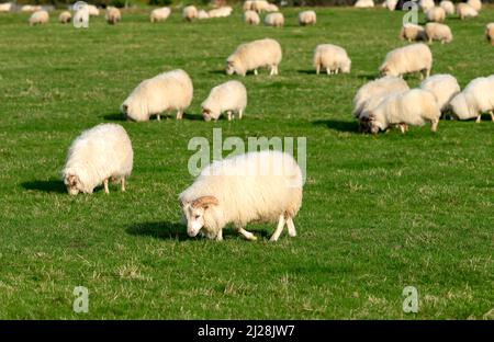 Pecore islandesi pascolo su un campo in Islanda meridionale Foto Stock