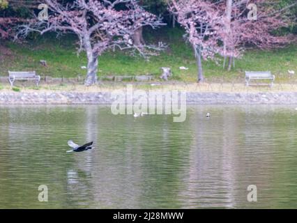 L'uccello vola basso sopra il lago con fiori di ciliegio sfocati e panchine sullo sfondo Foto Stock