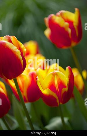 Tulip 'Denmark' Foto Stock