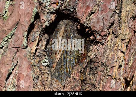 Gocce di resina di pino in luce solare brillante su un tronco di albero Foto Stock