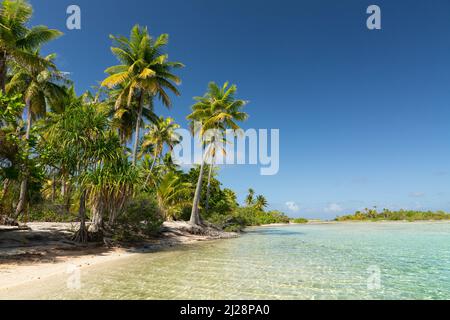 Atolli fiancheggiati da palme nell'arcipelago di Tuamotu Foto Stock