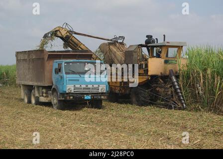 Chambas, Cuba, 25 aprile 2010. Taglio e raccolta della canna da zucchero. Foto Stock