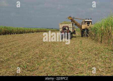 Chambas, Cuba, 25 aprile 2010. Taglio e raccolta della canna da zucchero. Foto Stock