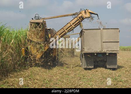 Chambas, Cuba, 25 aprile 2010. Taglio e raccolta della canna da zucchero. Foto Stock