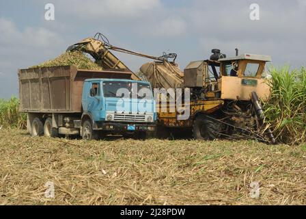 Chambas, Cuba, 25 aprile 2010. Taglio e raccolta della canna da zucchero. Foto Stock