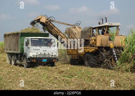 Chambas, Cuba, 25 aprile 2010. Taglio e raccolta della canna da zucchero. Foto Stock