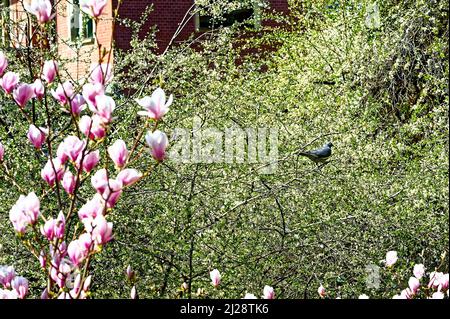 Magnolia Liliiflora Betty Purpur Magnolie Winterhart in Winterliche Garten. Tauben und Magnolia Blüten im Schnee. Foto Stock