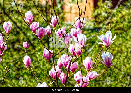 Magnolia Liliiflora Betty Purpur Magnolie Winterhart in Winterliche Garten. Tauben und Magnolia Blüten im Schnee. Foto Stock