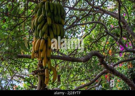 Mazzo di banane attaccate ad un albero in un giardino. Banane gialle mature e verdi crude appese su un albero Foto Stock