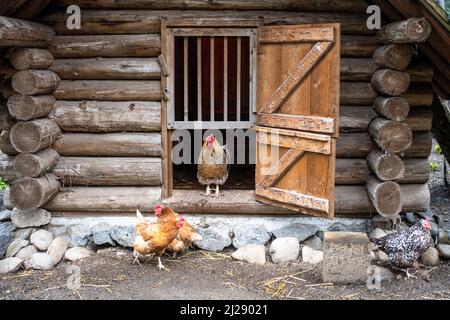 Casa di pollame al Fort Nisqually Living History Museum Foto Stock