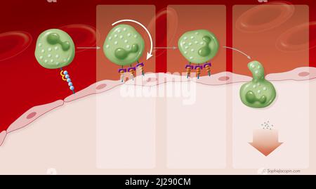 Reclutamento di cellule immunitarie Foto Stock