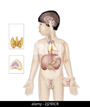 Ghiandole endocrine nei bambini Foto Stock