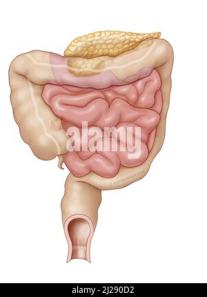 Intestino-lattante Foto Stock