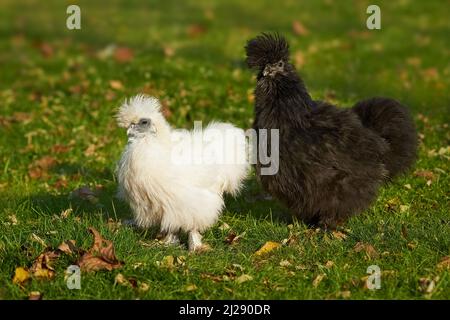 Two silkie hens white and black walking together Foto Stock