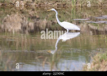 Una grande egretta bianca a zampe lunghe (ardea alba) che entra nello stagno Foto Stock