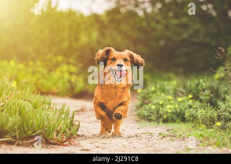 Felice divertente lungo capelli Dachshund cane correre all'aperto in giornata di sole in natura Foto Stock