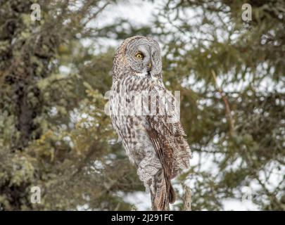 Un gufo grigio grande perches in cima ad un albero morto in Sax Zim Bog Minnesota durante l'inverno Foto Stock