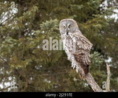 Un gufo grigio grande perches in cima ad un albero morto in Sax Zim Bog Minnesota durante l'inverno Foto Stock