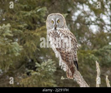 Un gufo grigio grande perches in cima ad un albero morto in Sax Zim Bog Minnesota durante l'inverno Foto Stock