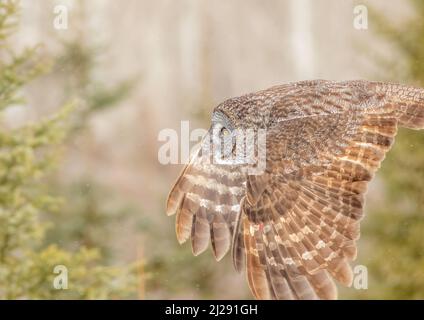 Un gufo grigio grande decola in volo durante l'inverno a Sax Zim Bog Minnesota. Foto Stock