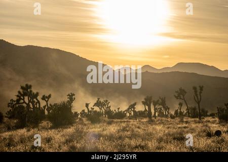 Il sole illumina la polvere sugli alberi di Joshua in California Foto Stock