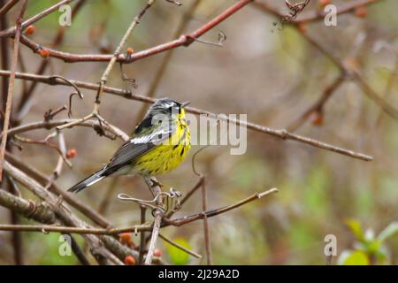 Un maschio Magnolia Warbler, Setophaga magnolia, arroccato in un cespuglio Foto Stock