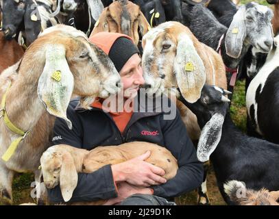 29 marzo 2022, Sassonia, Lichteneichen/ Mügeln: Nella fattoria biologica di capra 'Camprinenhof' di Sven Kloy e il suo partner, il veterinario Katja Loßner, le capre anglo-nubiane fidate approfittano del breve tempo per coccolare con il veterinario durante un controllo quotidiano di agnello. Circa 90 agnelli della razza capra domestica britannica molto legga, che sono particolarmente impressionanti con le loro orecchie lunghe del floppy, hanno visto la luce del giorno alla fattoria di capra nelle ultime settimane e stanno già cavorting con il loro gregge sulla dependance esterna dell'azienda agricola in tempo buono. Otto settimane possono essere viziati qui, prima del changeov Foto Stock