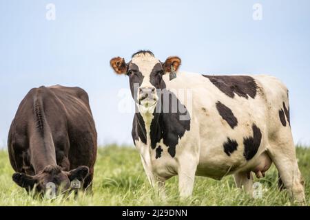 Holistein Cow bianco e nero in prato pascolo con cielo blu sfondo. Foto Stock