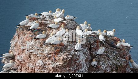 Helgoland, Germania. 26th Mar 2022. Gannets seduti su una roccia vicino alla Lange Anna. In occasione di diversi anniversari, nel distretto di Pinneberg è stata inaugurata una serie di eventi sull'isola di Helgoland nel Mare del Nord. Dalla primavera all'autunno, i visitatori possono imparare molto sulla storia e la natura dell'unica isola d'altura della Germania in varie località durante la storia di Helgoland - un'isola in transizione. Credit: Markus Scholz/dpa/Alamy Live News Foto Stock