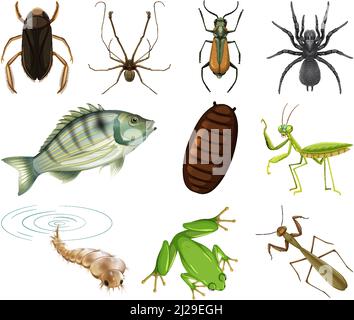 Diversi tipi di insetti e animali su sfondo bianco illustrazione Illustrazione Vettoriale