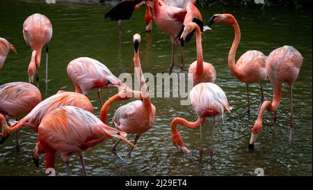 I fenicotteri nel parco safari dell'isola di Phu Quoc, Vietnam Foto Stock