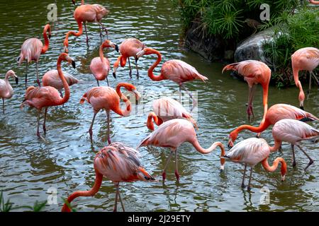 I fenicotteri nel parco safari dell'isola di Phu Quoc, Vietnam Foto Stock