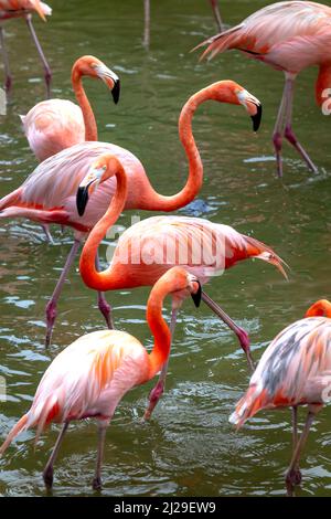 I fenicotteri nel parco safari dell'isola di Phu Quoc, Vietnam Foto Stock