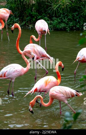 I fenicotteri nel parco safari dell'isola di Phu Quoc, Vietnam Foto Stock