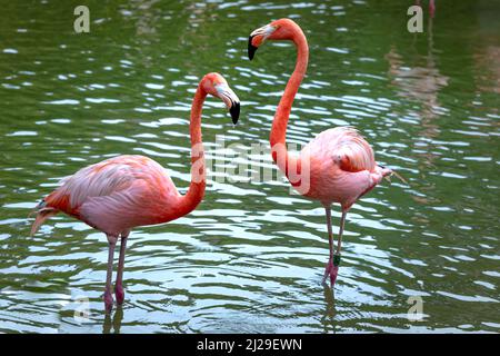 I fenicotteri nel parco safari dell'isola di Phu Quoc, Vietnam Foto Stock